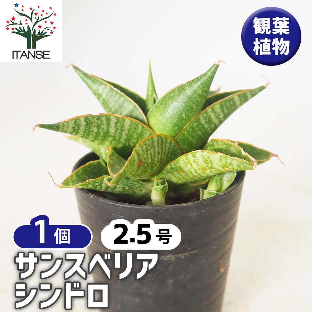 サンスベリア シンドロ 【観葉植物 2.5号／1個売り】｜ 【植物の