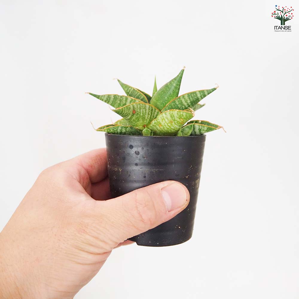 サンスベリア シンドロ 【観葉植物 2.5号／1個売り】｜ 【植物の