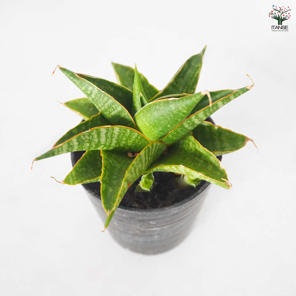 サンスベリア シンドロ 観葉植物 サンスベリア シンドロ 【観葉植物 2.5号／1個売り】｜ 【植物の