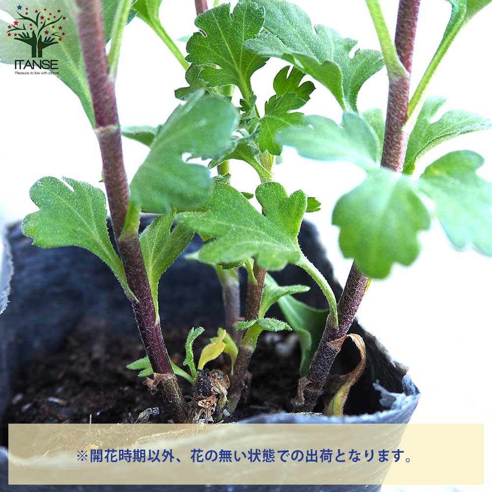 夏菊 早乙女【花苗 3号ポット/お買い得2個セット】| 【植物のITANSE】全品送料無料・即出荷!