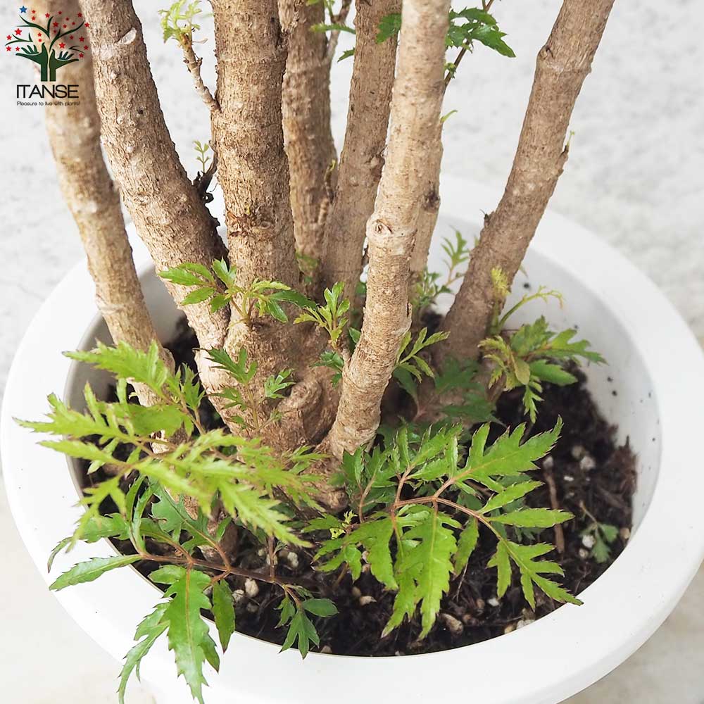 タイワンモミジ【観葉植物 6号鉢／1個売り】｜ 【植物のITANSE