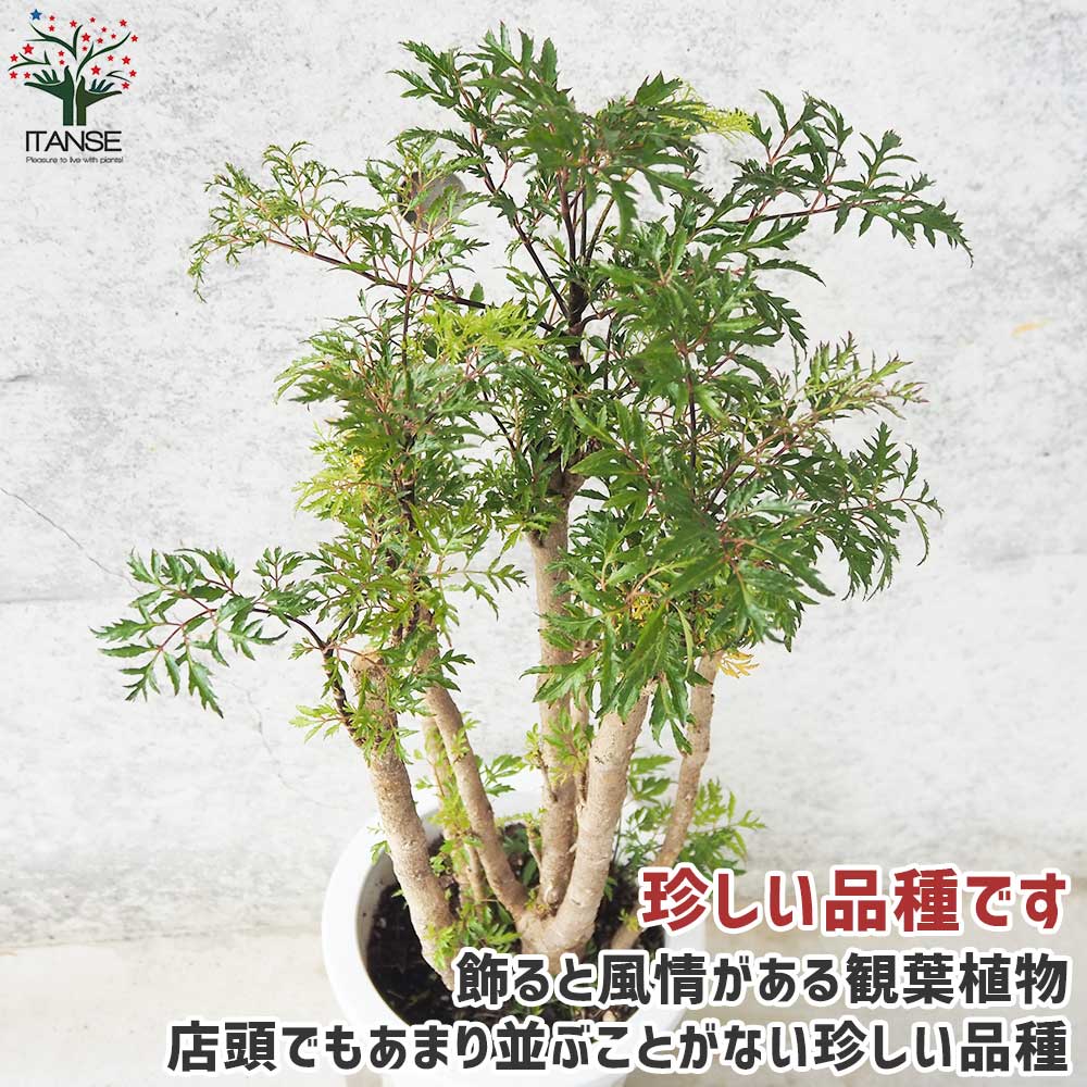 タイワンモミジ【観葉植物 6号鉢／1個売り】｜ 【植物のITANSE