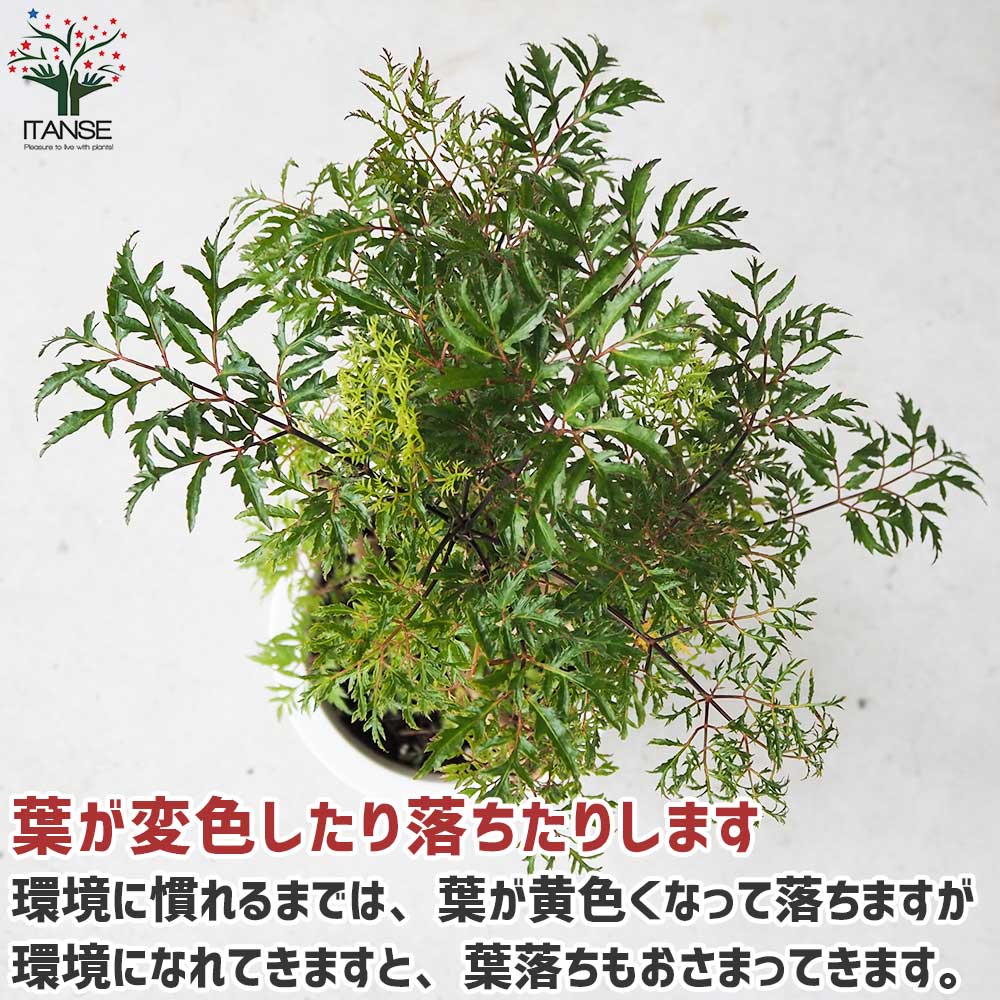 タイワンモミジ【観葉植物 6号鉢／1個売り】｜ 【植物のITANSE