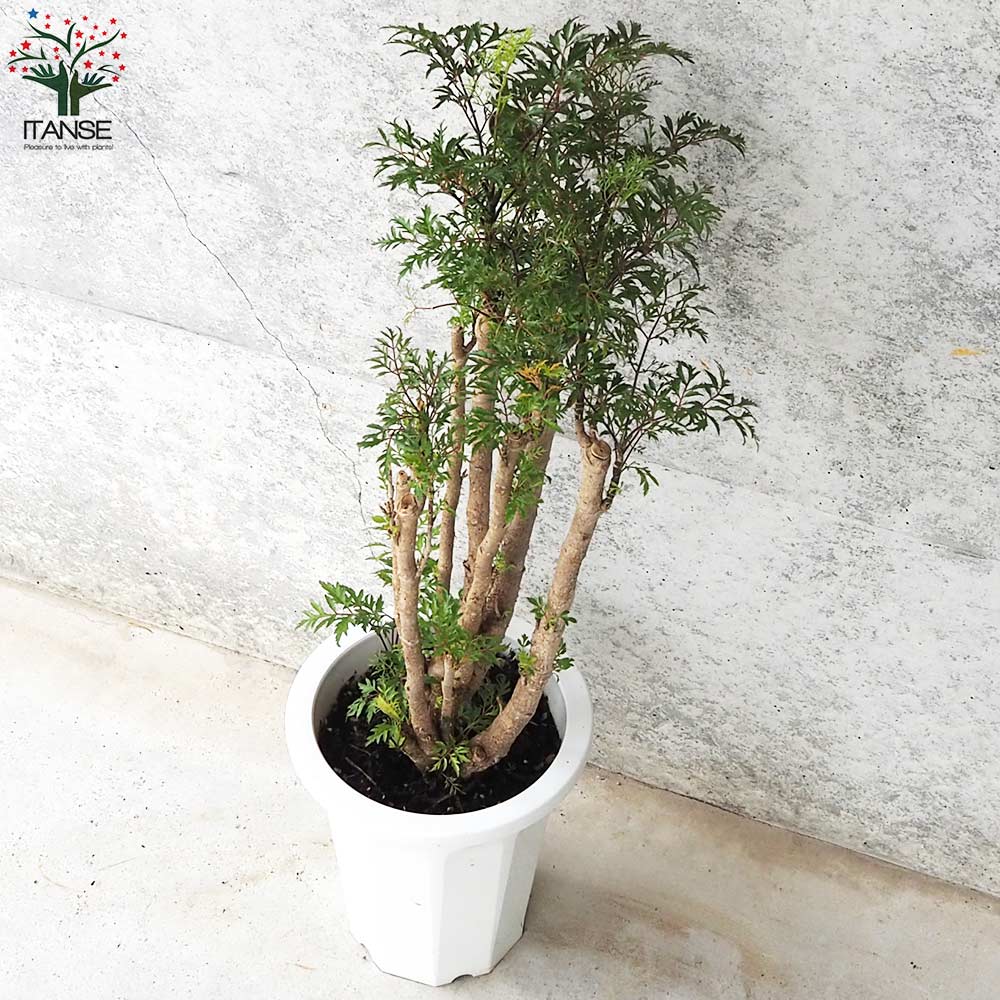 タイワンモミジ。常緑樹 。観葉植物 。鉢ごと無料で発送致します。 タイワンモミジ。観葉植物 鉢ごと無料で発送致します。 - メルカリ