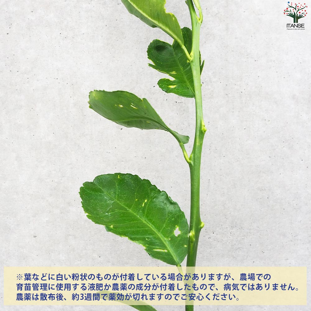 果樹　艶のある葉　未成熟果実　ライム苗木 果樹 艶のある葉 未成熟果実 ライム苗木