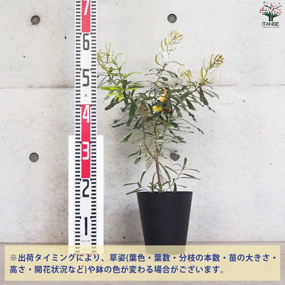 バンクシア オブロンギフォリア 【花苗 5号鉢】｜ 【植物の