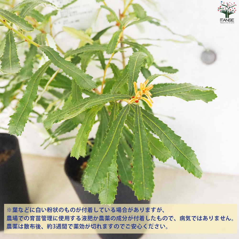 バンクシア オブロンギフォリア 【花苗 5号鉢】｜ 【植物の