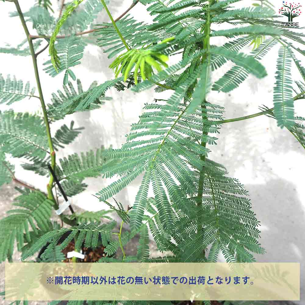 フサアカシア 【庭木 6号ポット】｜ 【植物のITANSE】全品送料