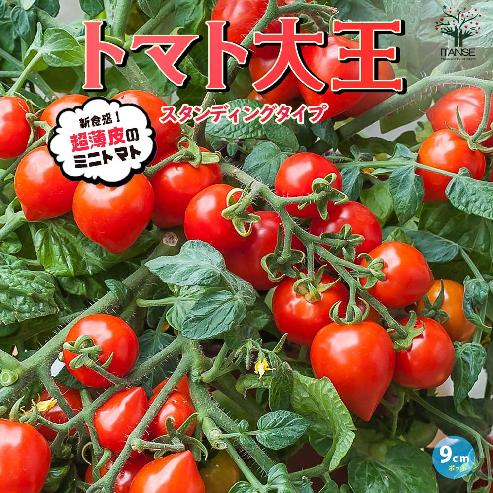 トマト大王 スタンディングタイプ(支柱いらずで楽々多収穫!NEWタイプミニトマト)2個~【9cmポット自根苗】