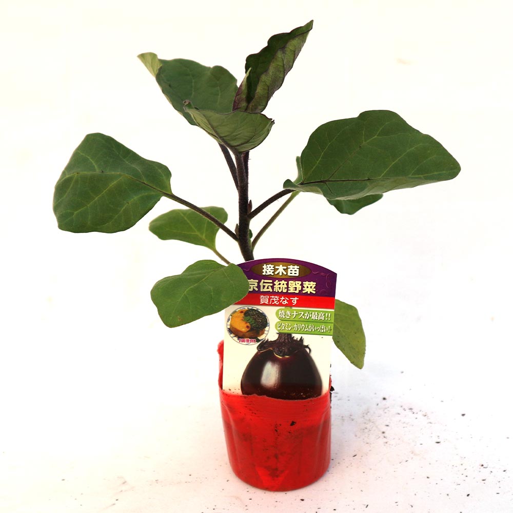 賀茂なす 接木苗2個～【野菜 接木苗9cmポット】