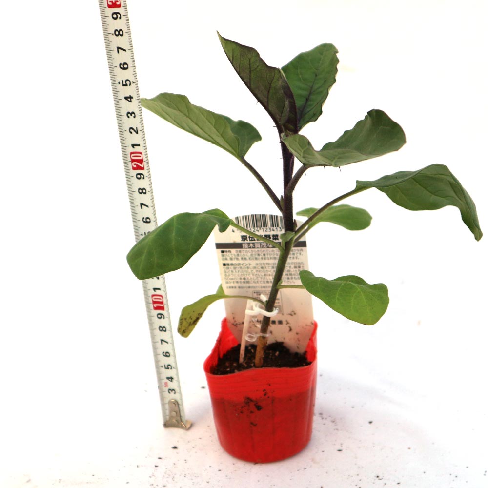 賀茂なす 接木苗2個～【野菜 接木苗9cmポット】｜ 【植物の
