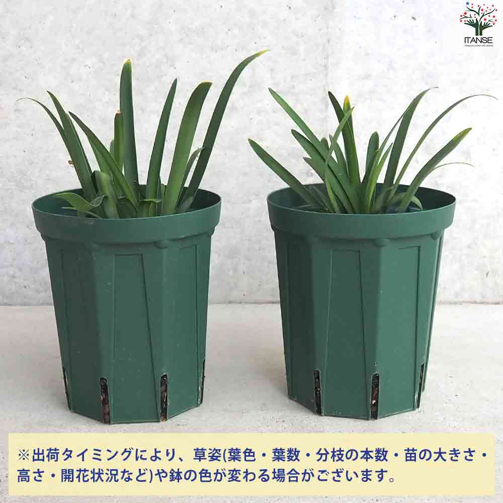 アガパンサス セナ 【花苗 5号鉢】｜ 【植物のITANSE】全品送料
