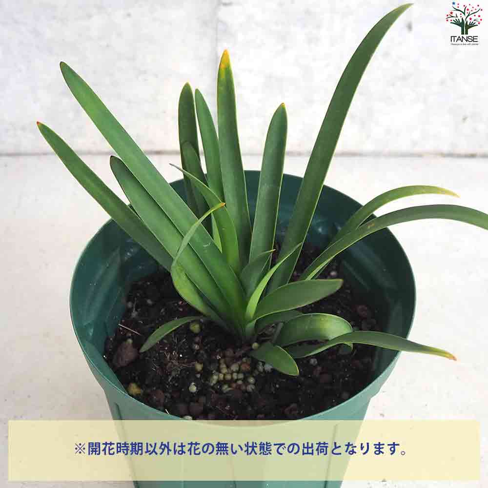 アガパンサス セナ 【花苗 5号鉢】｜ 【植物のITANSE】全品送料