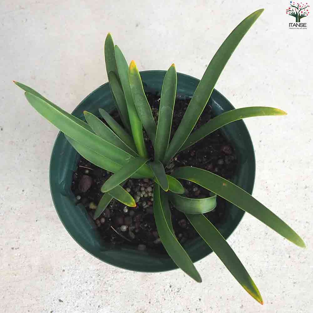 アガパンサス セナ 【花苗 5号鉢】｜ 【植物のITANSE】全品送料