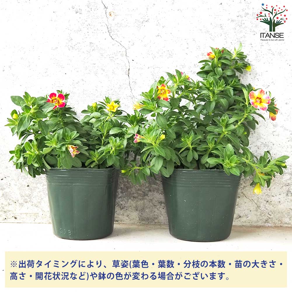 カリブラコア エミリ【花苗 3.5号】｜ 【植物のITANSE】全品送料 