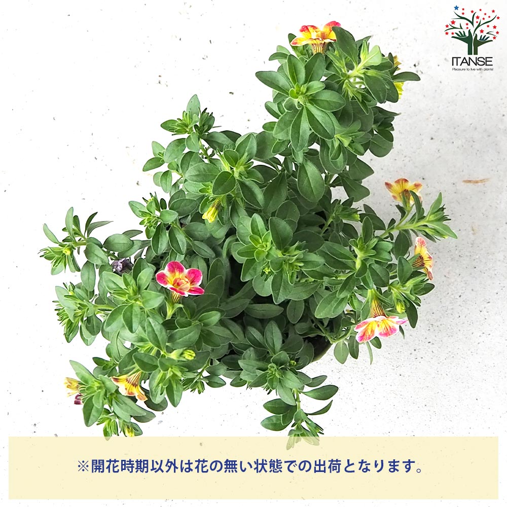 カリブラコア エミリ【花苗 3.5号】｜ 【植物のITANSE】全品送料