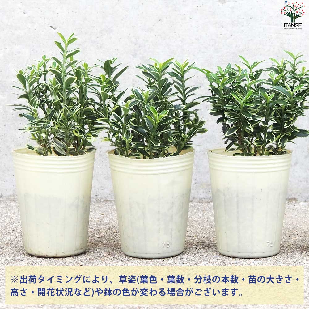 姫マサキ 白斑入り【花苗 2.5号ポット】｜ 【植物のITANSE】全品