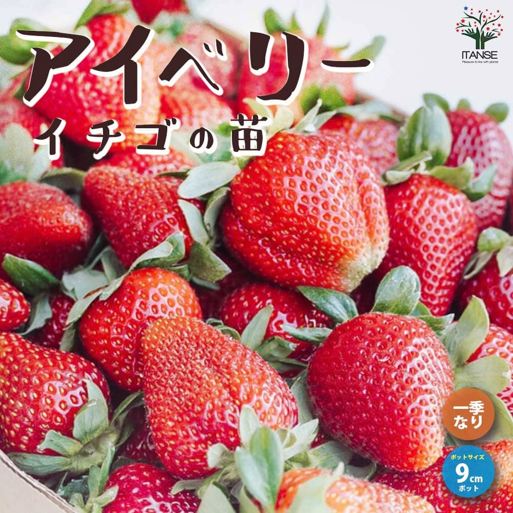 いちごの苗 品種：アイベリー2個～【野菜の苗 9cmポット苗】
