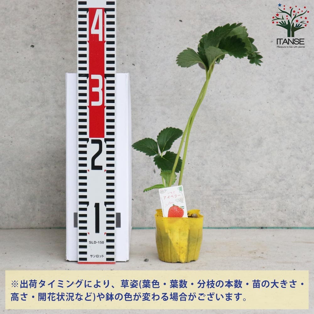 いちごの苗 品種：アイベリー2個～【野菜の苗 9cmポット苗】