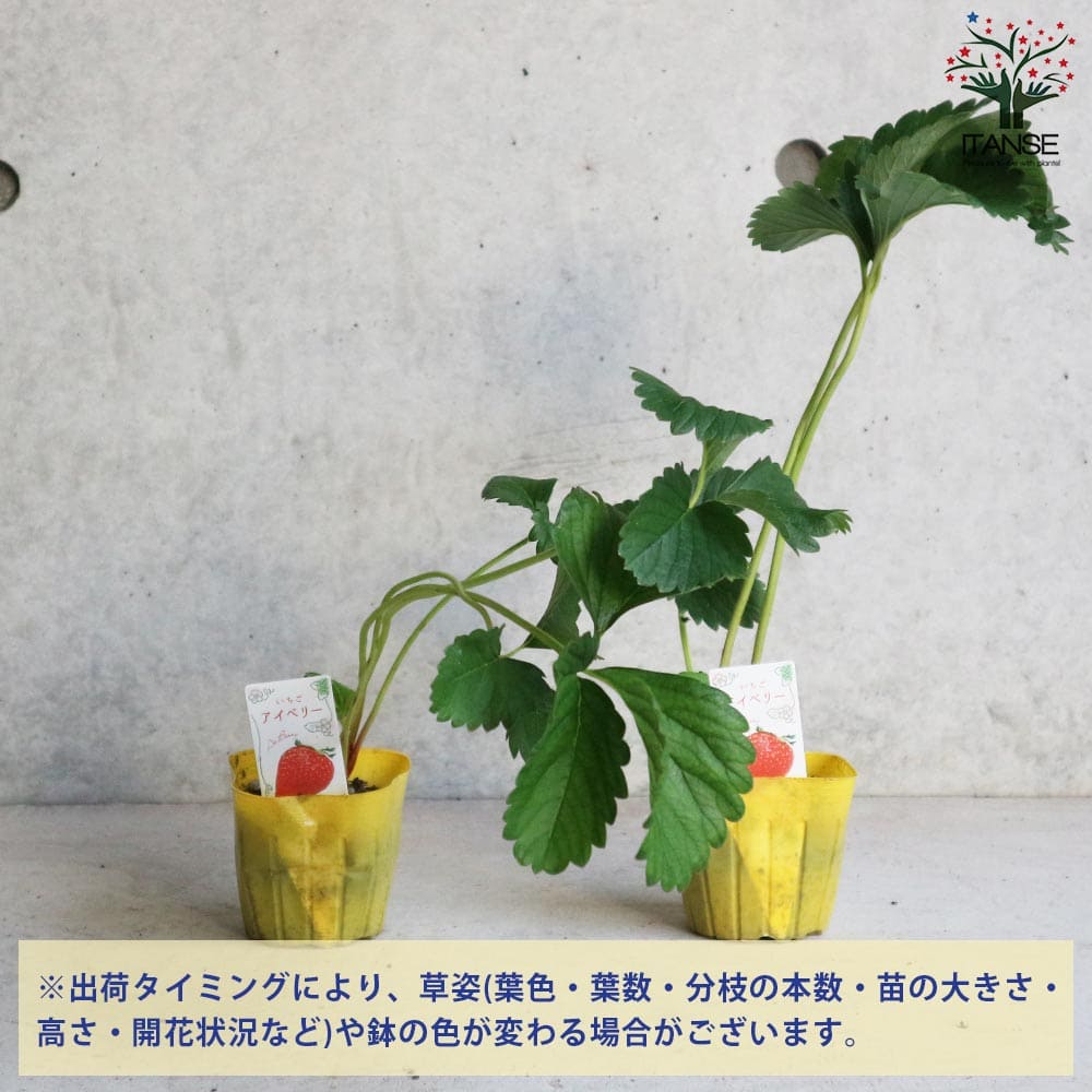 いちごの苗 品種：アイベリー2個～【野菜の苗 9cmポット苗