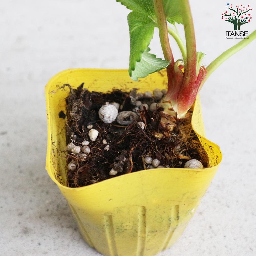 いちごの苗 品種：アイベリー2個～【野菜の苗 9cmポット苗】