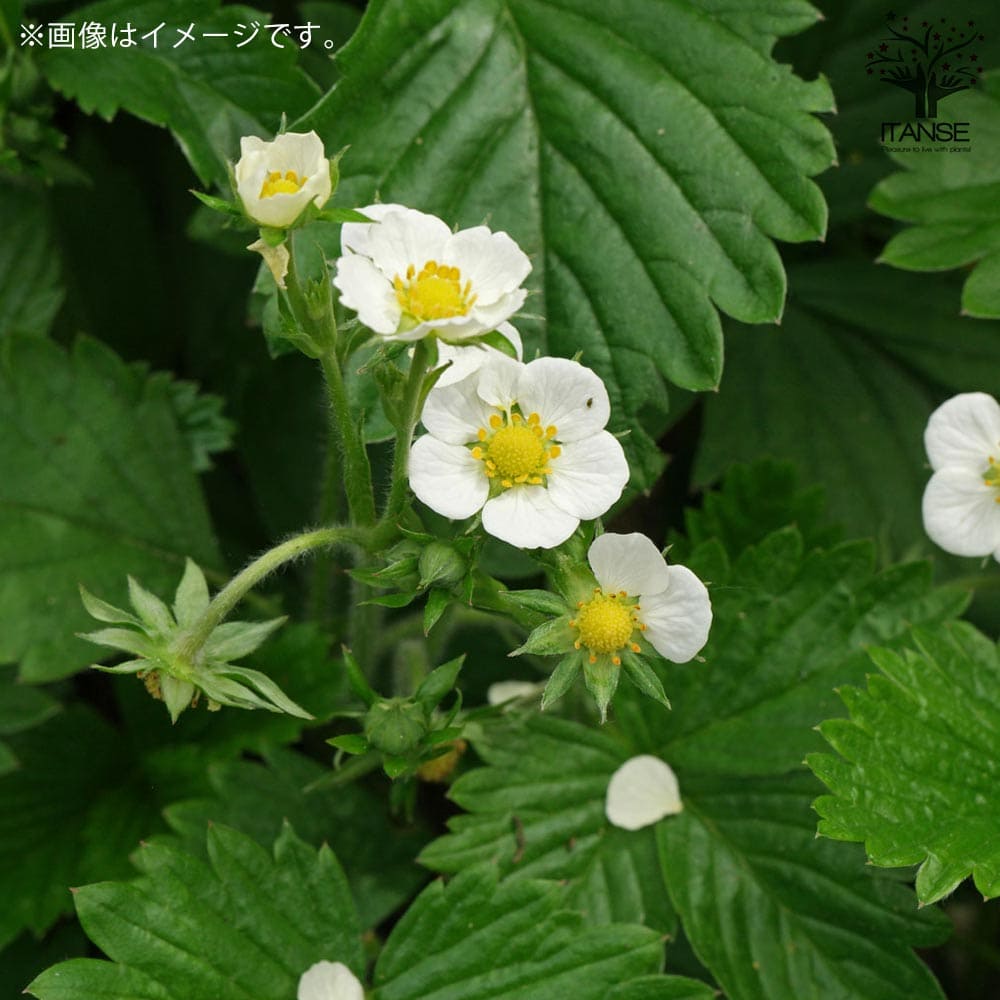 いちごの苗 品種：アイベリー2個～【野菜の苗 9cmポット苗】