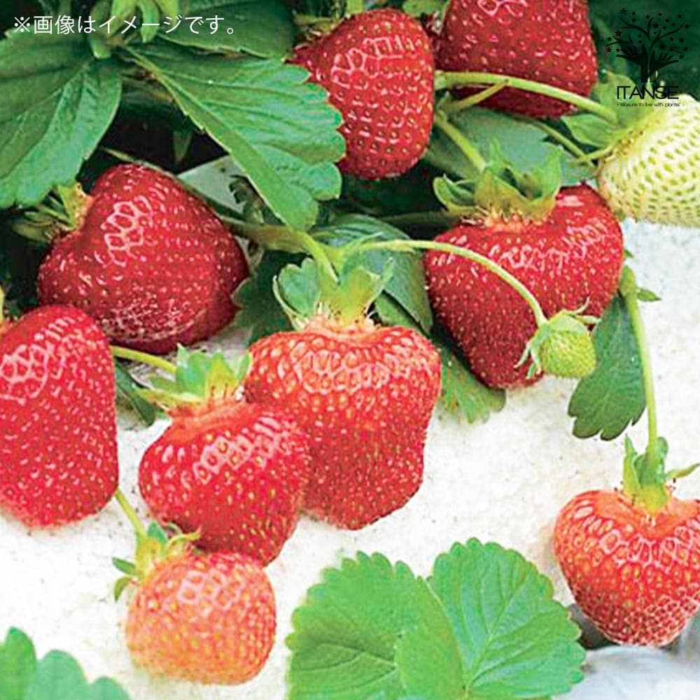 いちごの苗 品種：アイベリー2個～【野菜の苗 9cmポット苗