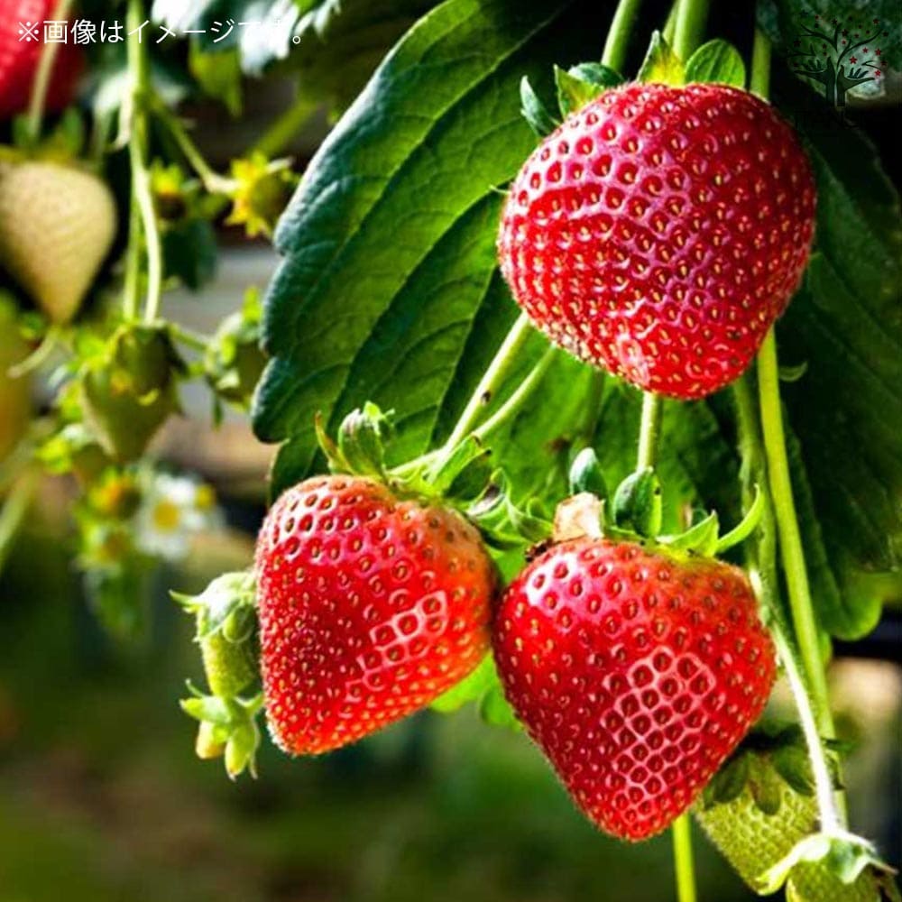 いちごの苗 品種：アイベリー2個～【野菜の苗 9cmポット苗】｜ 【植物