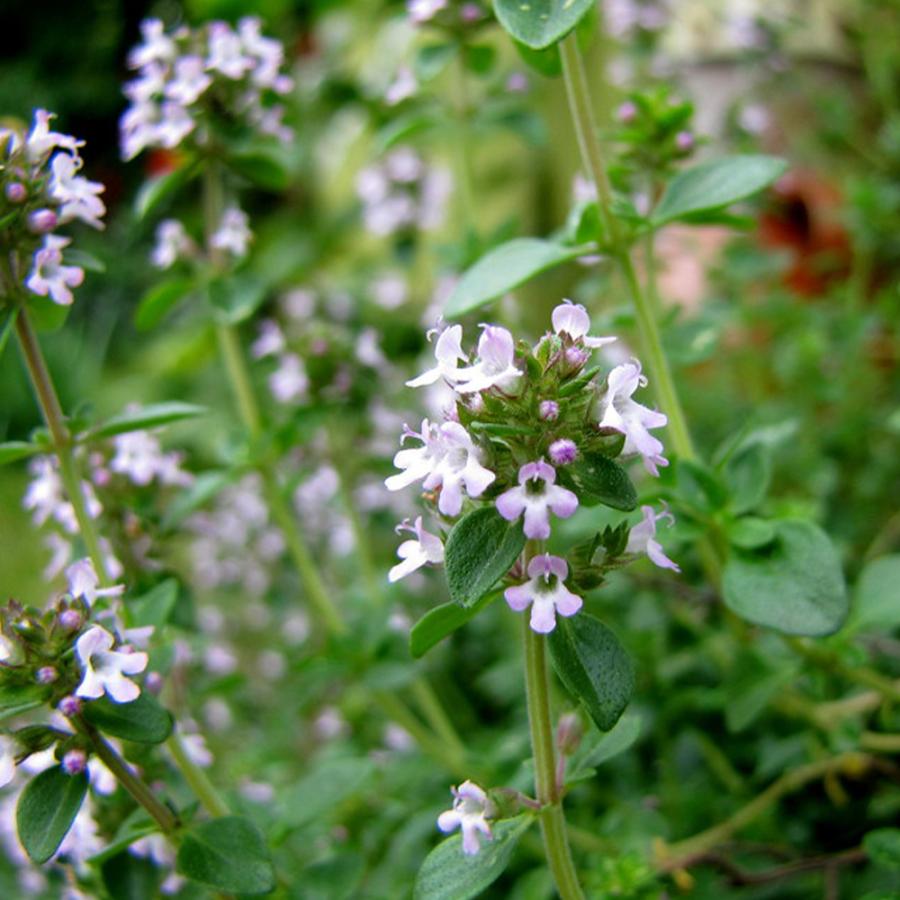 レモンタイム 10.5cm2個～【おうちで簡単！育てやすい10.5cmポットハーブ苗シリーズ！】
