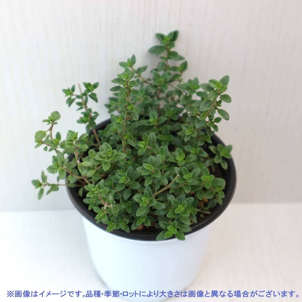 レモンタイム 10.5cm2個～【おうちで簡単！育てやすい10.5cmポットハーブ苗シリーズ！】