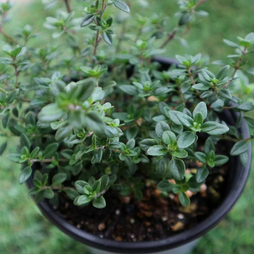 レモンタイム 10.5cm2個～【おうちで簡単！育てやすい10.5cmポットハーブ苗シリーズ！】