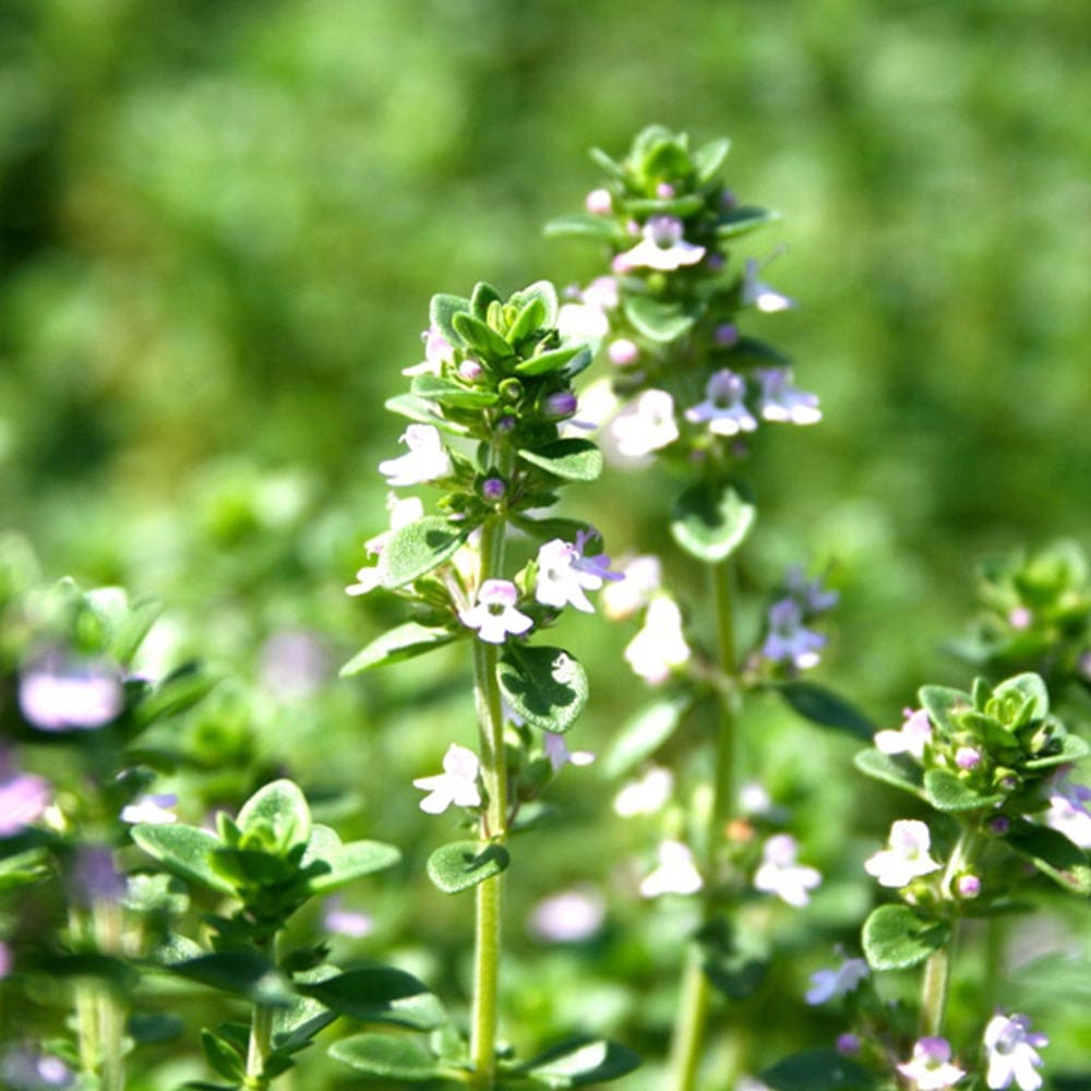 レモンタイム 10.5cm2個～【おうちで簡単！育てやすい10.5cmポットハーブ苗シリーズ！】
