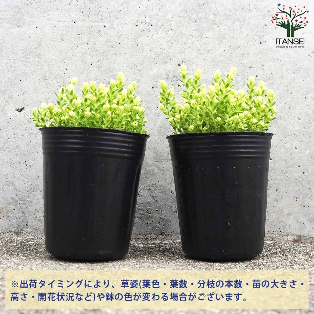 セダム アクレアウレウム【多肉植物 2号】｜ 【植物のITANSE