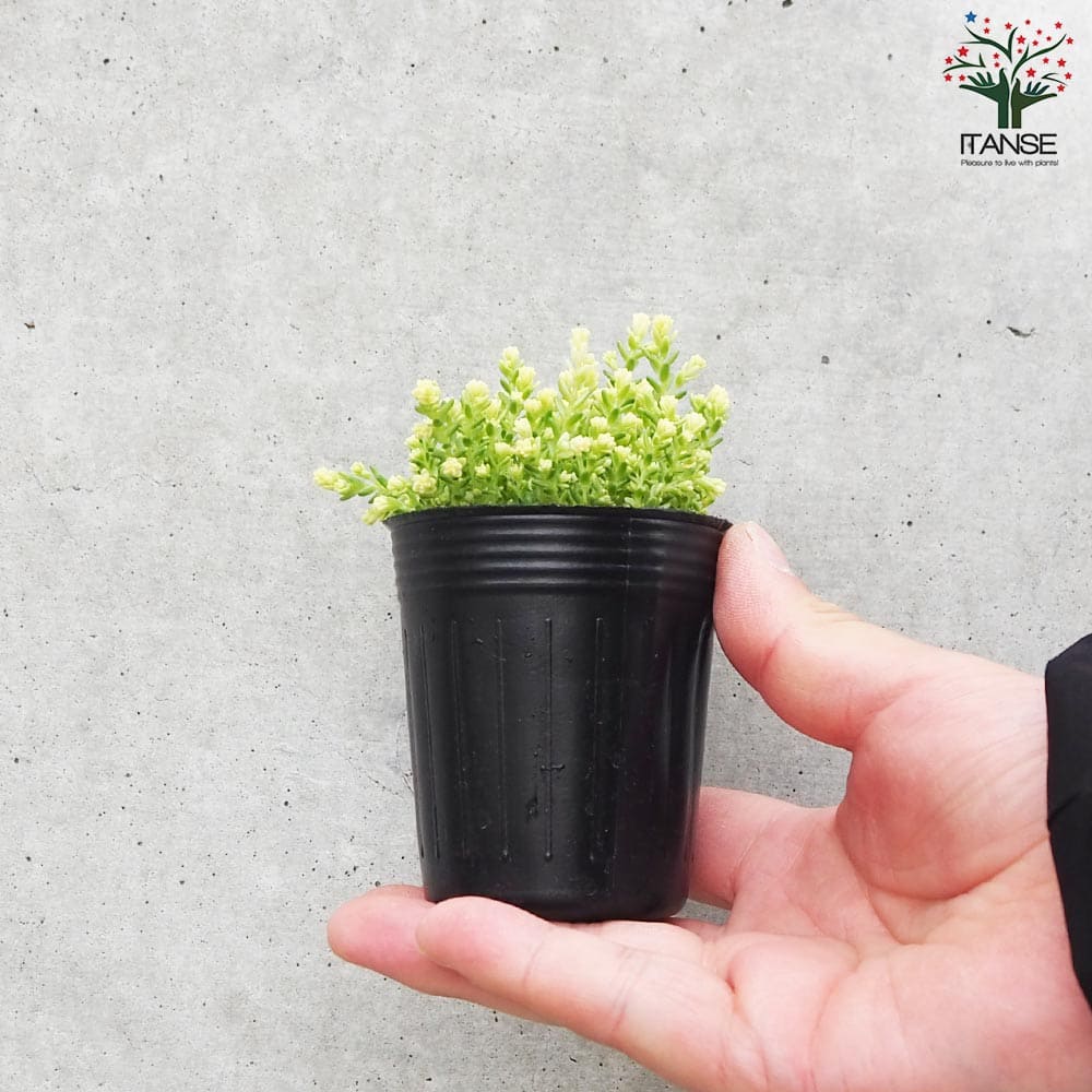 セダム アクレアウレウム【多肉植物 2号】｜ 【植物のITANSE