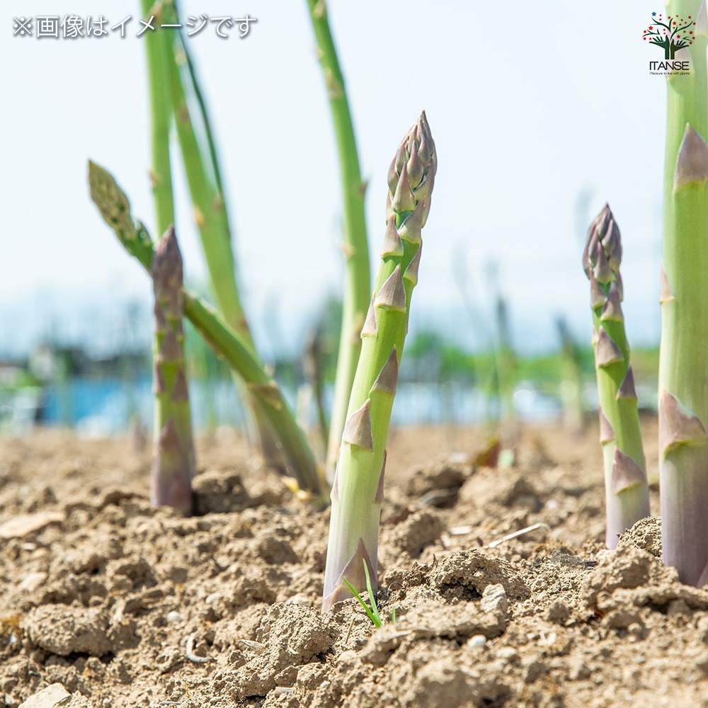 緑アスパラガス  裸株【サイズ選べます ちょいサイズ～ギガジャンボサイズ】