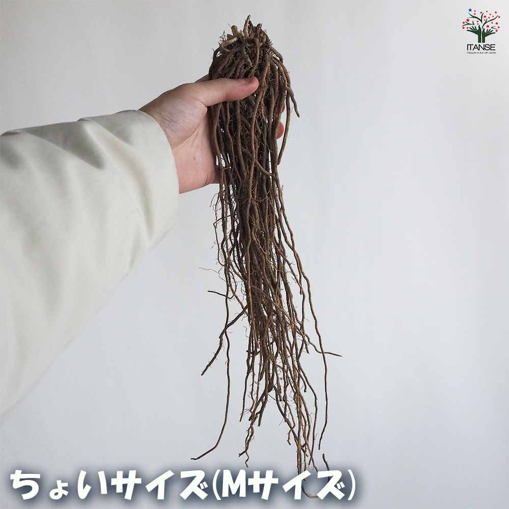 緑アスパラガス  裸株【サイズ選べます ちょいサイズ～ギガジャンボサイズ】