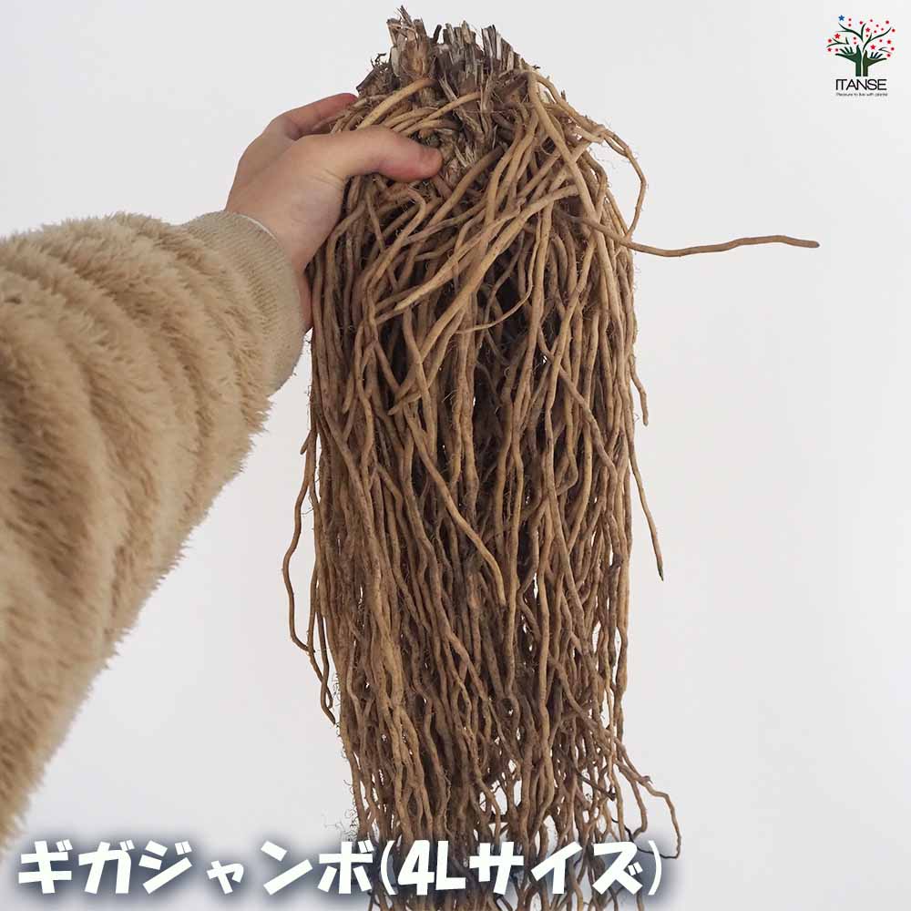 緑アスパラガス  裸株【サイズ選べます ちょいサイズ～ギガジャンボサイズ】