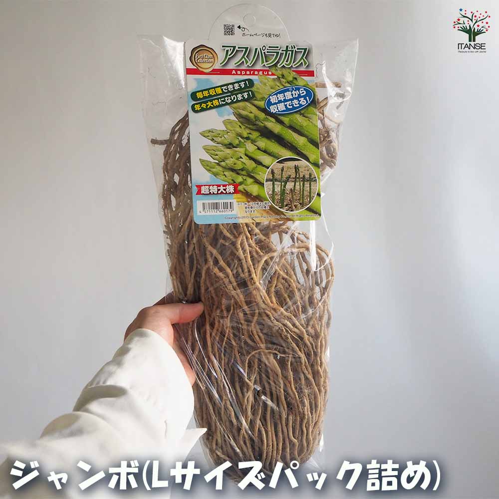 緑アスパラガス  裸株【サイズ選べます ちょいサイズ～ギガジャンボサイズ】