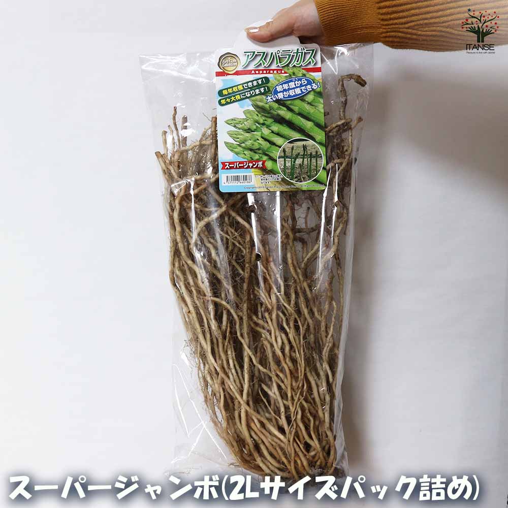 緑アスパラガス  裸株【サイズ選べます ちょいサイズ～ギガジャンボサイズ】
