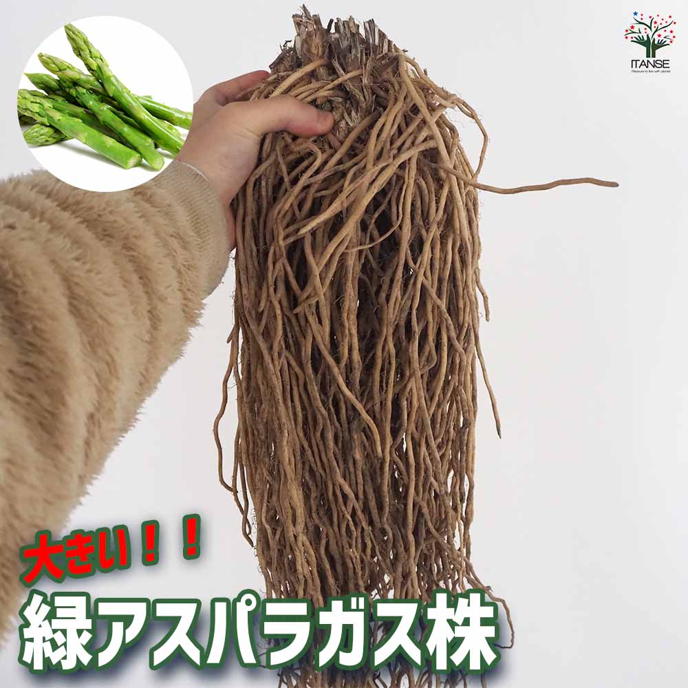 緑アスパラガス  裸株【サイズ選べます ちょいサイズ～ギガジャンボサイズ】