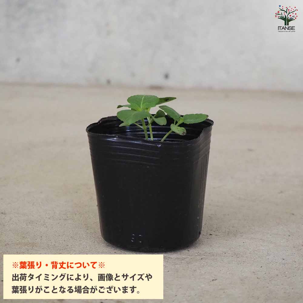 韓国しそ(えごま) 2個～【野菜の苗 3号ポット】