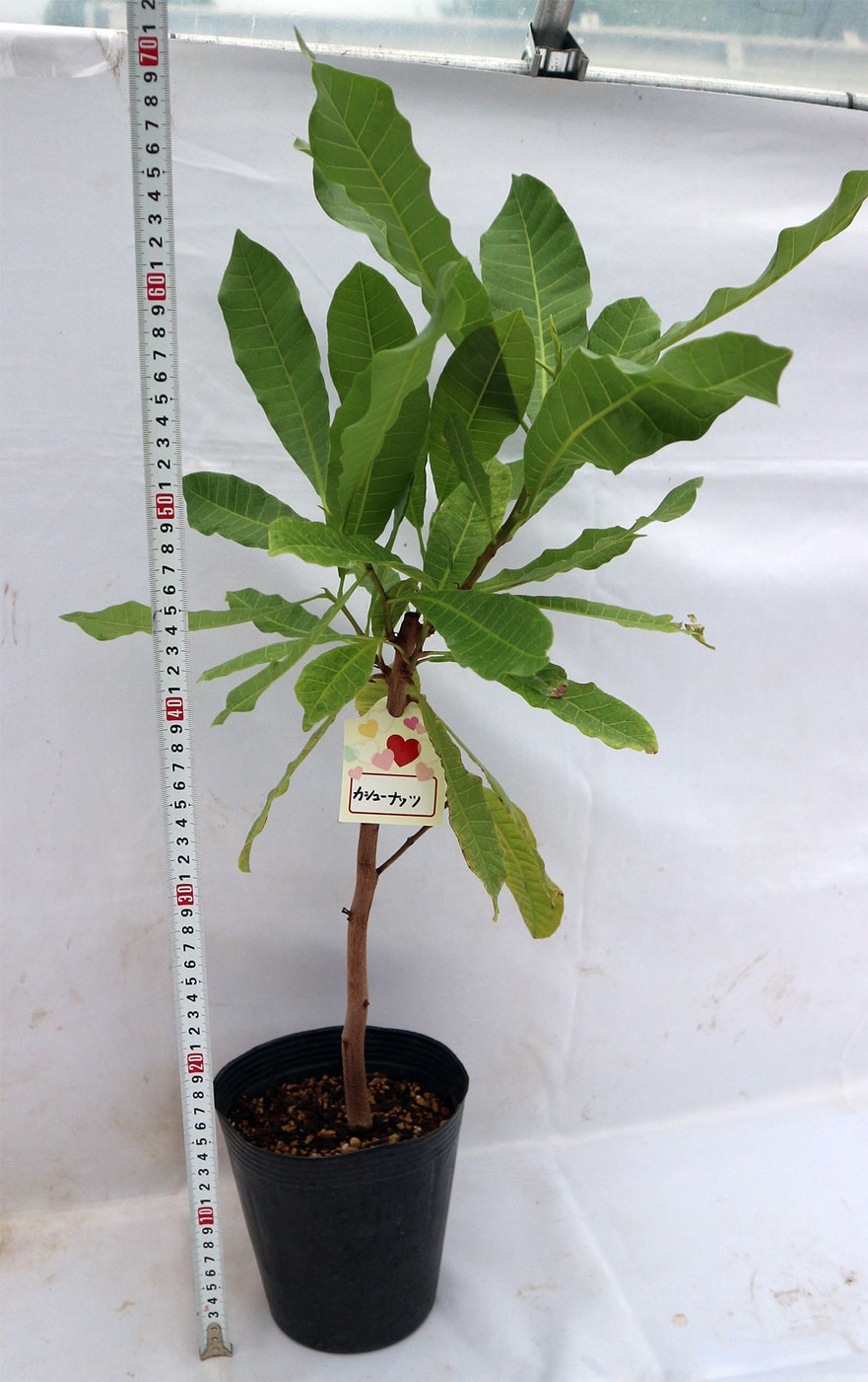 カシューナッツの木【果樹6号鉢 実生3年生苗 1個】