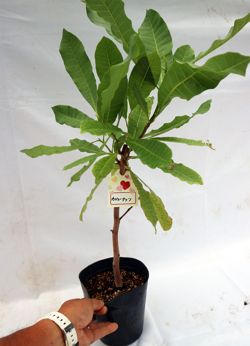 カシューナッツの木【果樹6号鉢 実生3年生苗 1個】