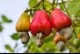 �����塼�ʥåĤ��ڡڲ̼��ġ�6��ȭ �����ġ�1�ġ�