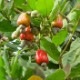 �����塼�ʥåĤ��ڡڲ̼��ġ�6��ȭ �����ġ�1�ġ�
