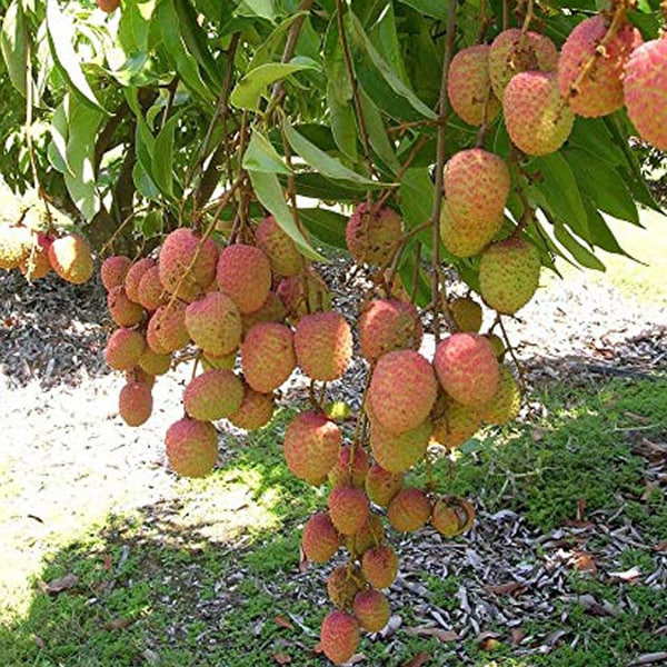 ライチ 玉荷包(ぎょくかほう)とり木大苗 Mサイズ 3～4年生苗 」【6号