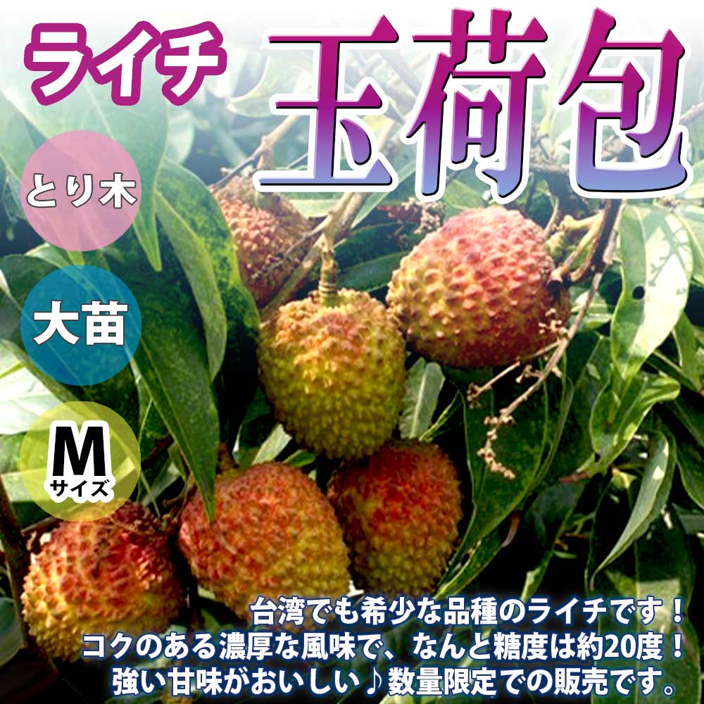 「ライチ 玉荷包(ぎょくかほう)とり木大苗 Mサイズ 3～4年生苗 」【6号ポットとり木苗 1鉢】