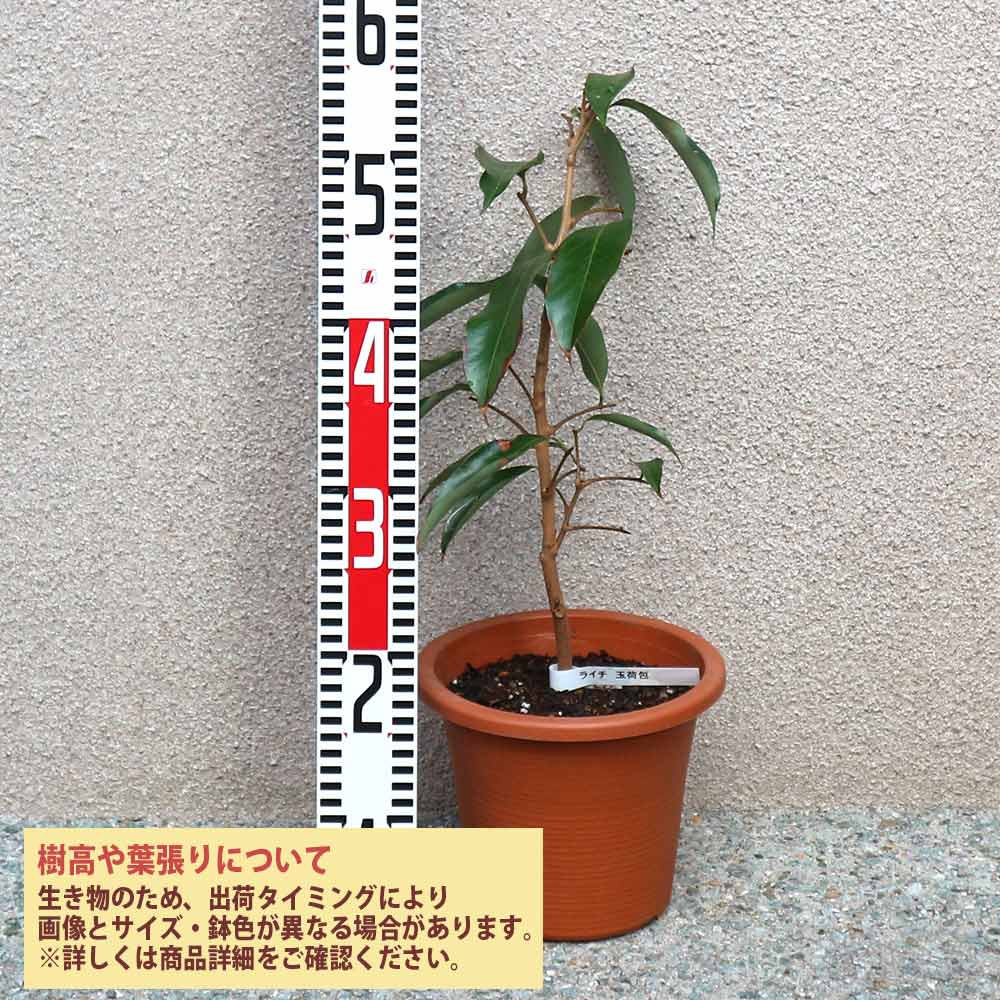 ライチ 玉荷包(ぎょくかほう)とり木大苗 Mサイズ 3～4年生苗 」【6号