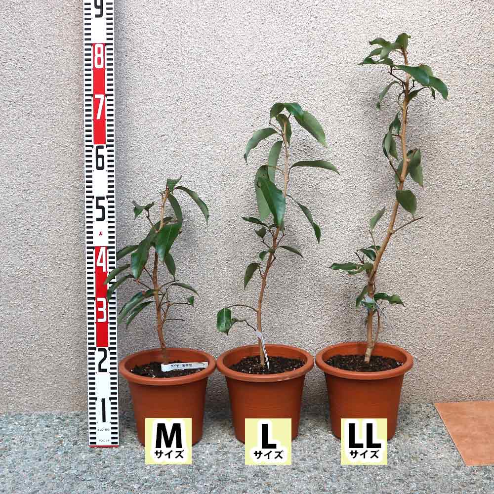 ライチ。玉荷包。取り木苗。果樹。鉢ごと無料で発送致します。 ライチ玉荷包取り木苗 - 植物と雑貨のセレクトショップ・石垣島