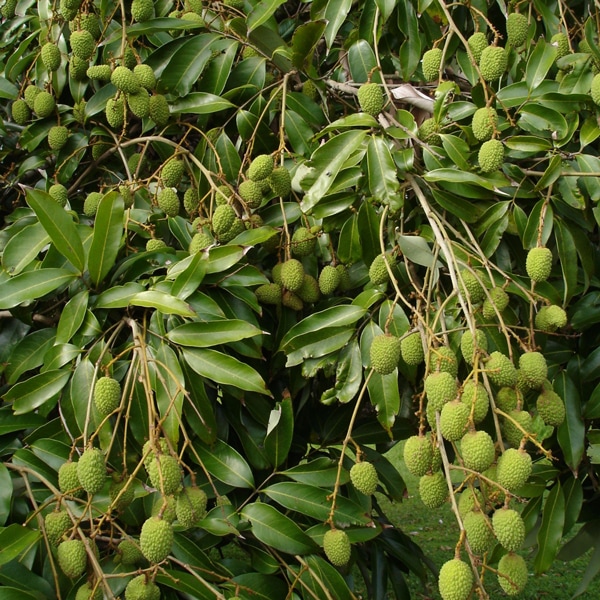 ライチ 玉荷包(ぎょくかほう)とり木大苗 Mサイズ 3～4年生苗